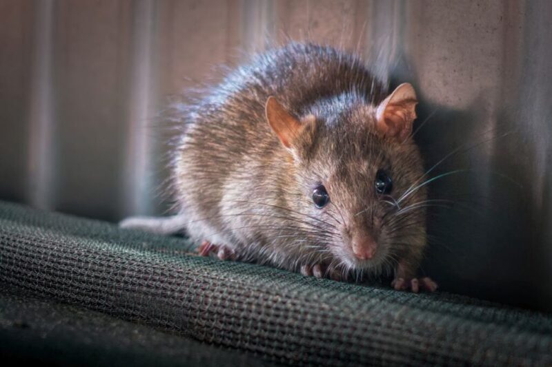 10 Tell “Tail” Signs of a Rodent Infestation