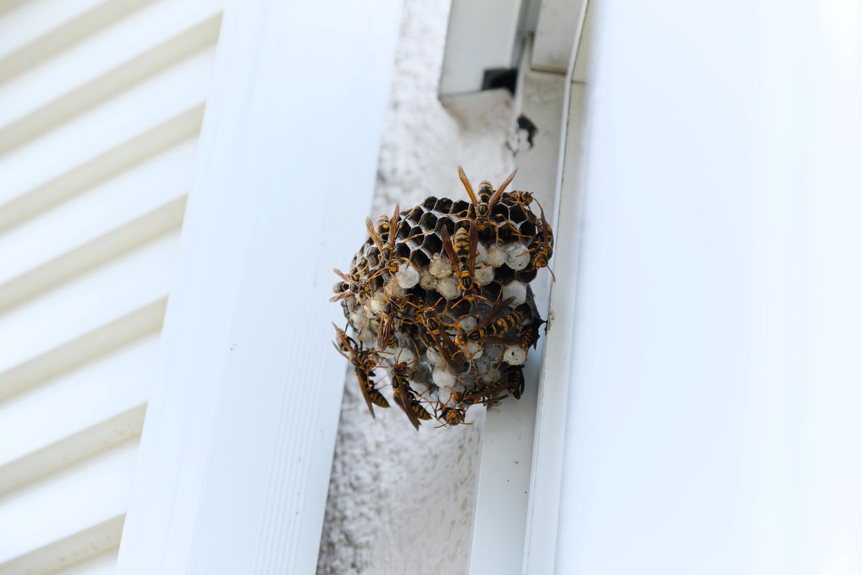 How Much Does Wasp Nest Removal Cost?