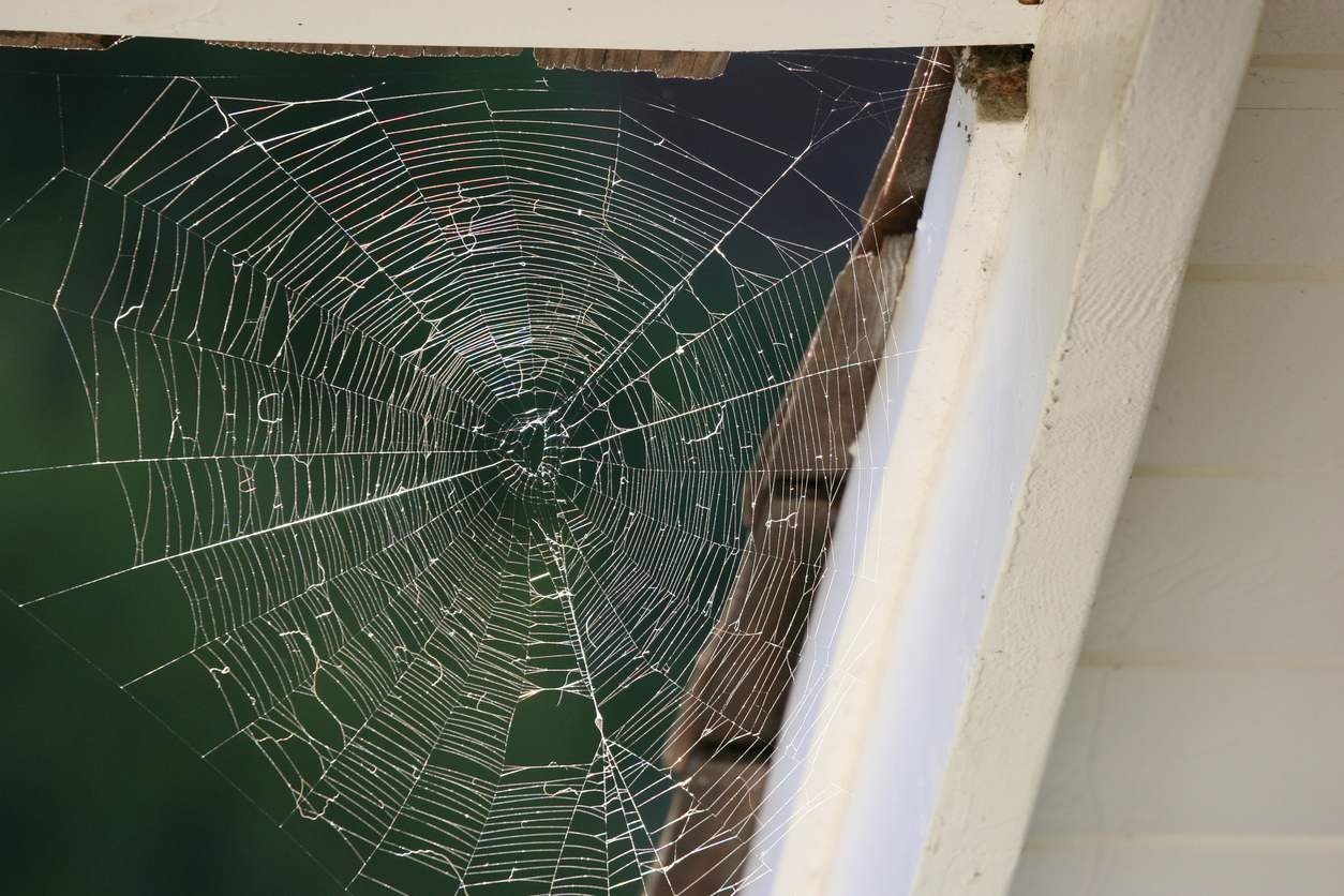 How To Get Rid of Spiders