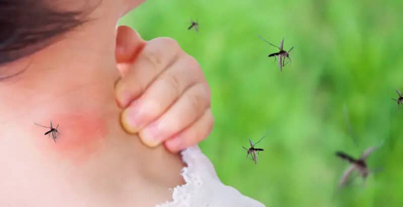 4 Helpful Tips to Avoid Being a Mosquito Magnet