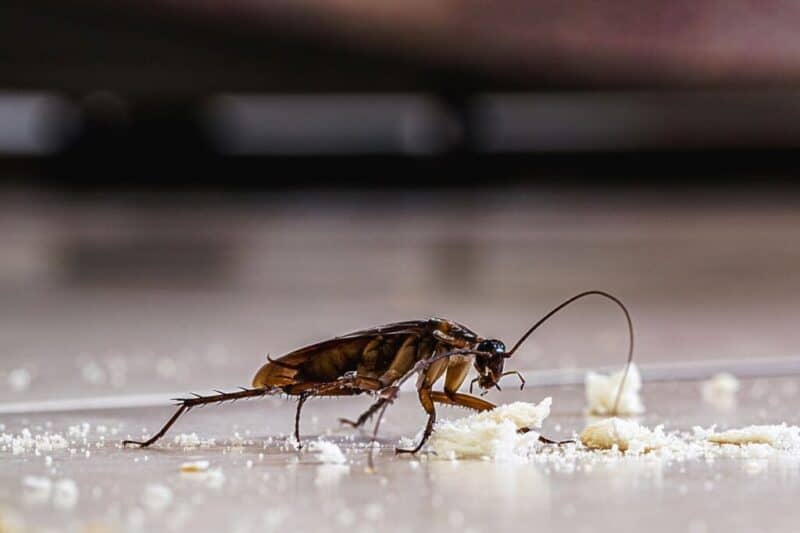 7 Quick Roach Prevention Tips for your Home