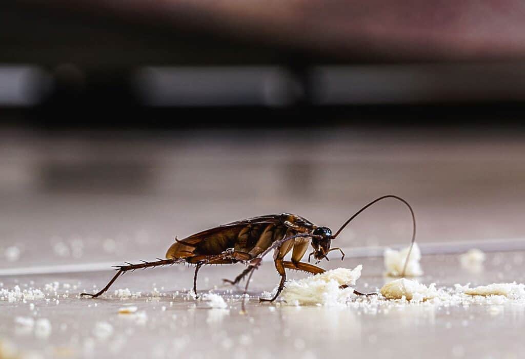 7 Quick Roach Prevention Tips for your Home