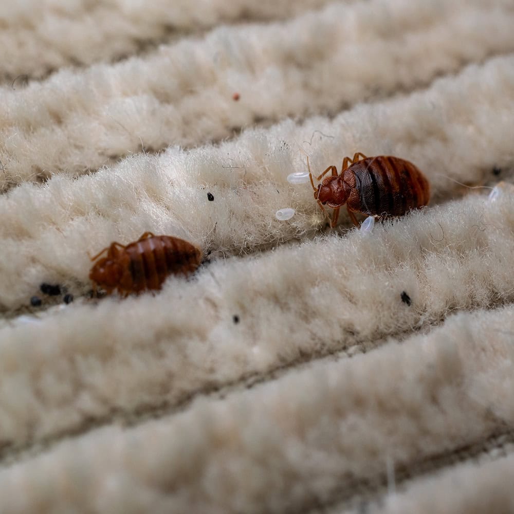 Bed Bug Remediation