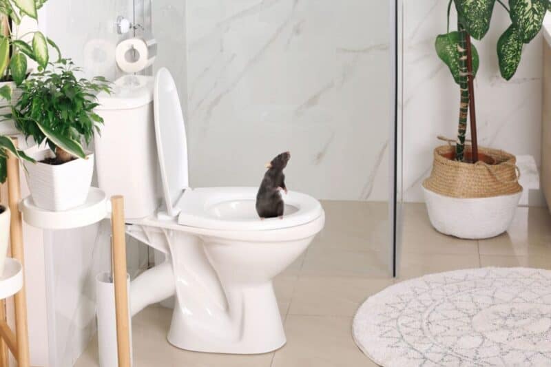 Can Rats Come Up Through Your Toilet?