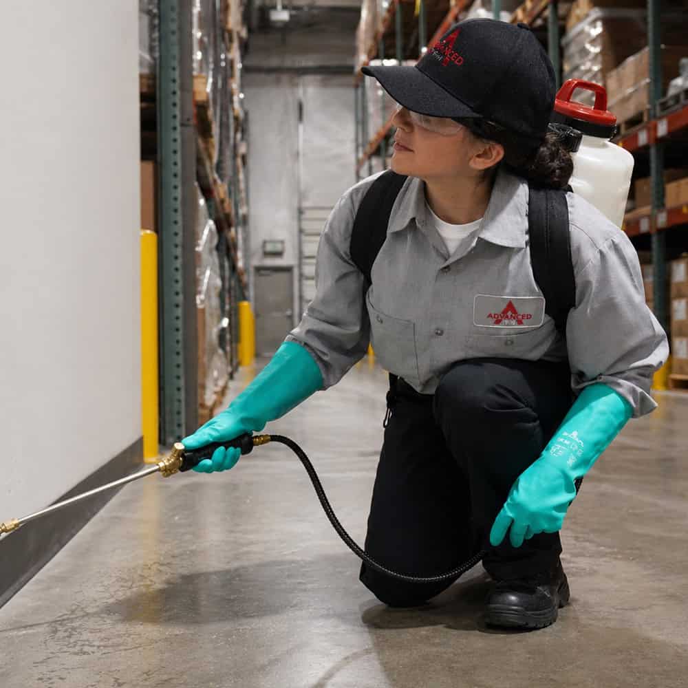 Commercial Pest Inspection For Your Business