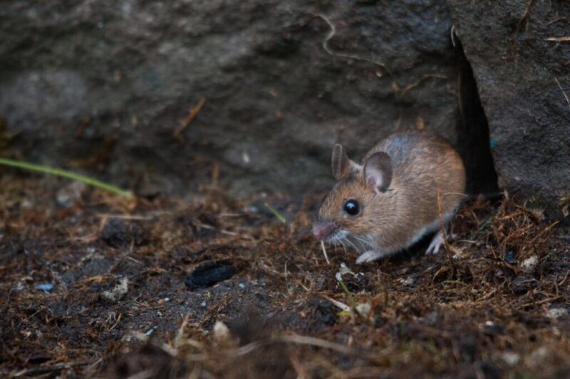 Fall Pest Prevention – 5 Quick Tips