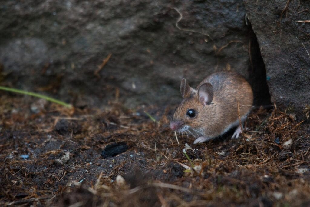 Fall Pest Prevention – 5 Quick Tips