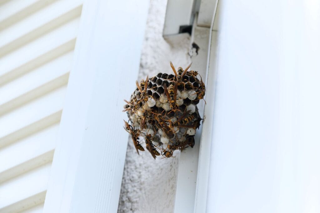 How Much Does Wasp Nest Removal Cost?