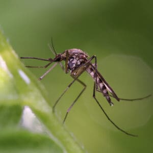 Mosquito Control