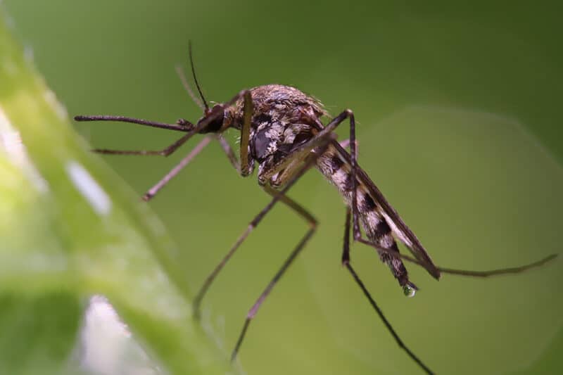 Mosquito Control