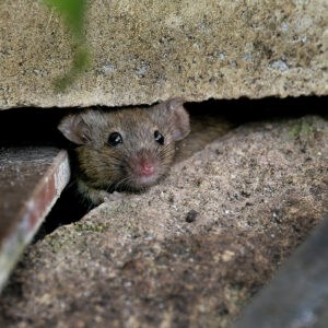 Rodent Control