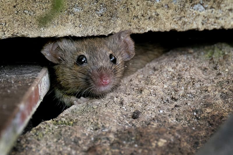 Rodent Control