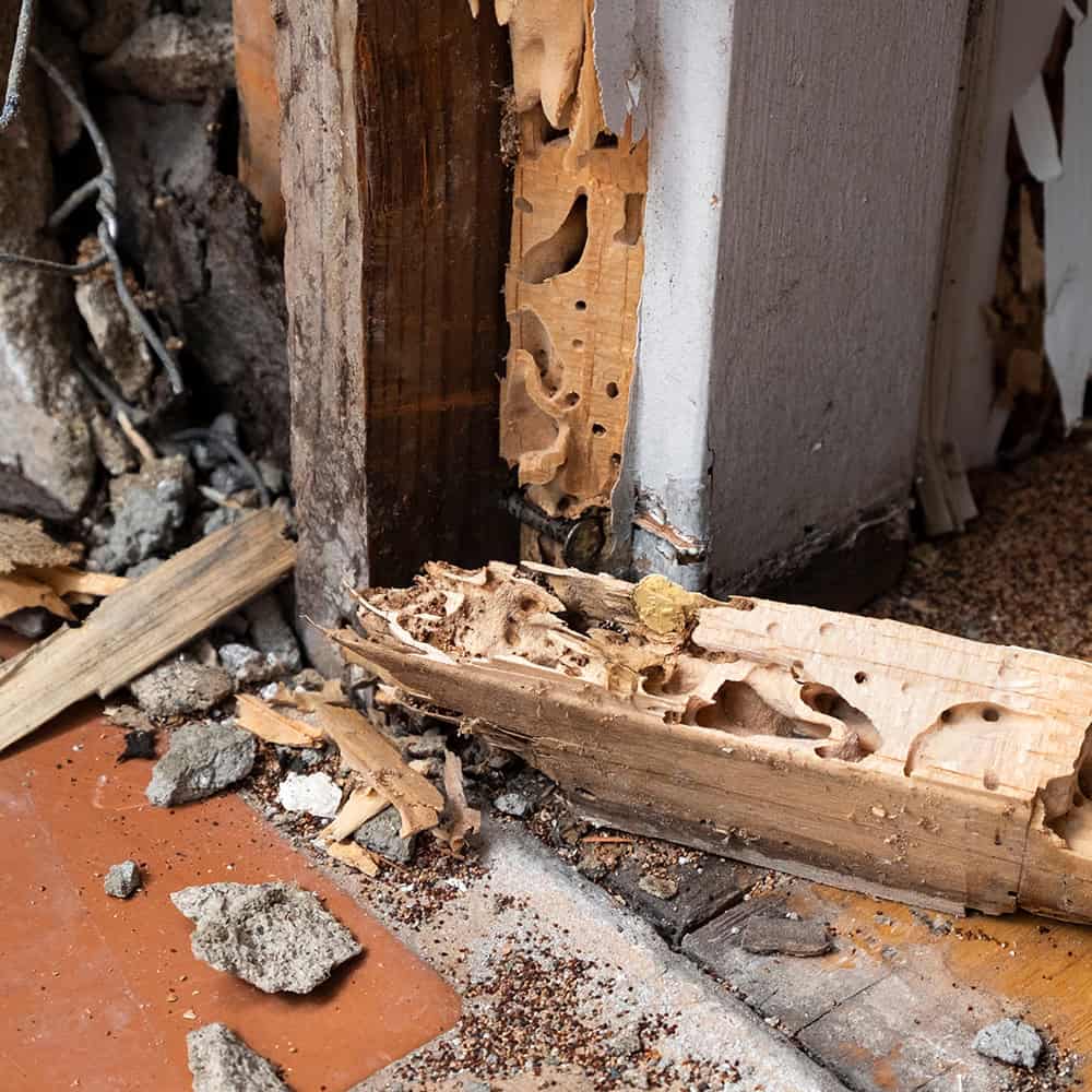Termite Inspection and Damage