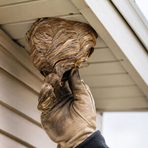 Wasp Control Services