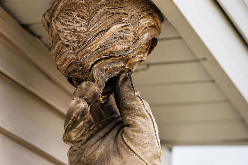 Wasp Control Services