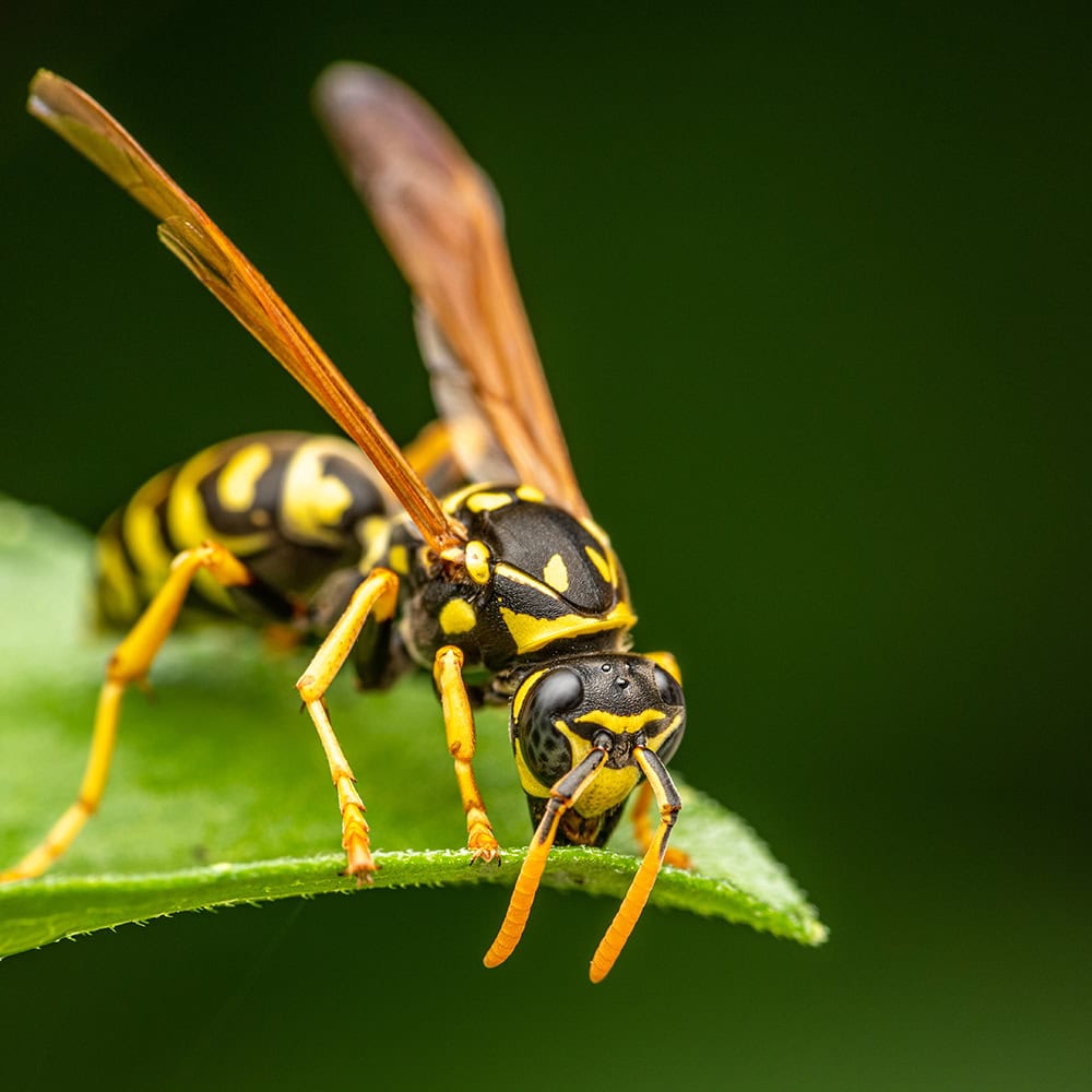 Wasp and Flying Insect Control